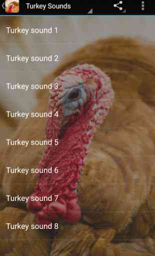 Turkey Sounds 1