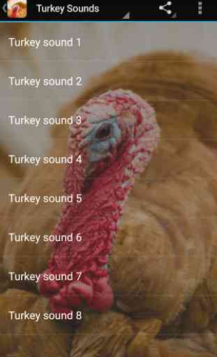Turkey Sounds 2