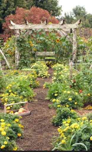 Vegetable Garden Ideas 4