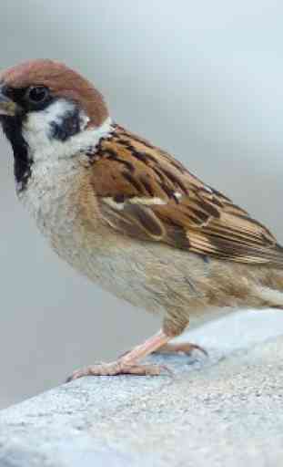 Sparrow Bird Sounds 1