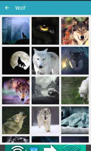 1000 Wolf Wallpapers 2
