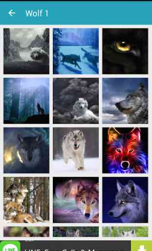 1000 Wolf Wallpapers 3