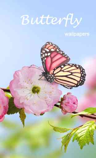 Beautiful Butterfly Wallpapers 1