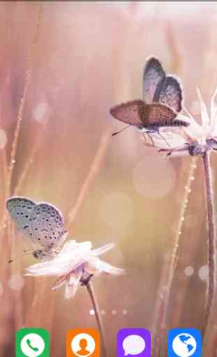 Beautiful Butterfly Wallpapers 4