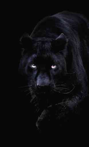 Black Panther Live Wallpaper 3