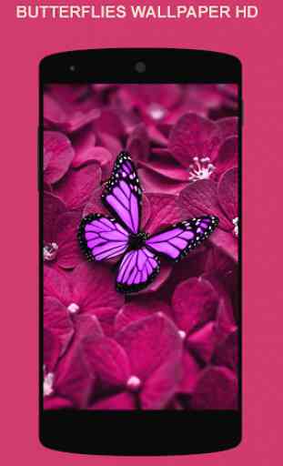 Butterfly Wallpapers 4