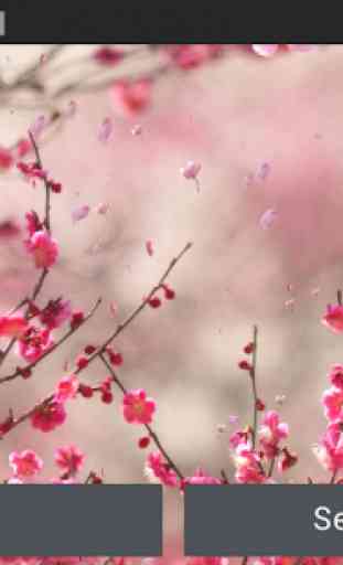 Cherry Blossom Live Wallapper 4