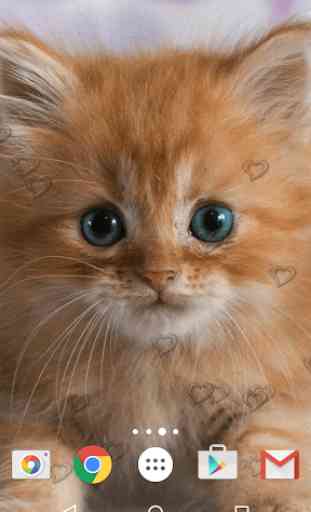 Cute Kittens Live Wallpaper 1