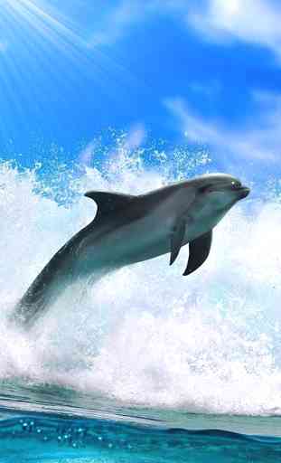 Dolphin Live Wallpaper 1