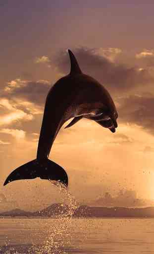 Dolphin Live Wallpaper 3