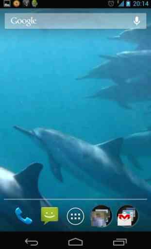 Dolphins 3D. Live Wallpaper. 2