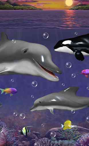 Dolphins and orcas wallpaper 4