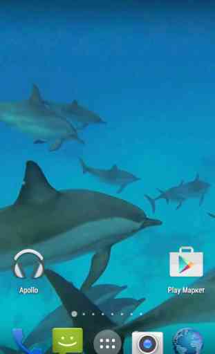 Dolphins. Live Video Wallpaper 3