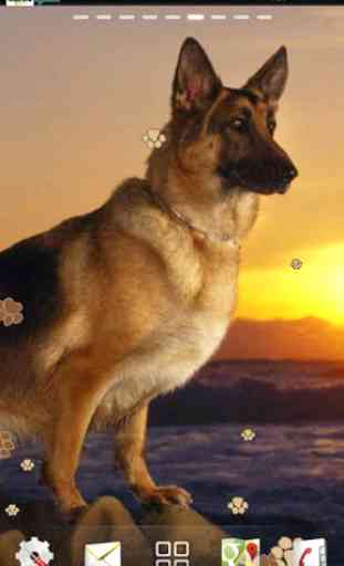 German Shepherd Dog LWP 1
