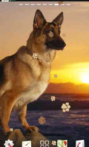 German Shepherd Dog LWP 2