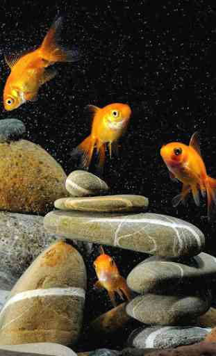 Goldfish Live Wallpaper 2
