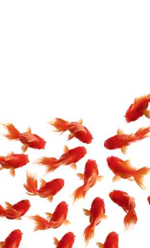 Goldfish Live Wallpaper 4