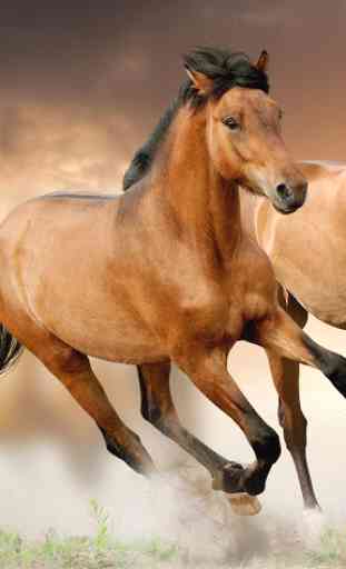 Horse Pictures Live Wallpaper 2