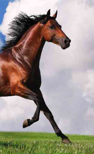 Horse Pictures Live Wallpaper 3
