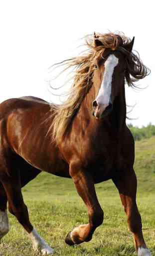 Horse Pictures Live Wallpaper 4