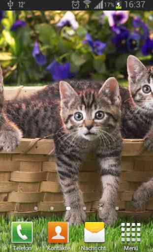 Kittens live wallpaper 3
