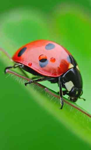 Ladybug Live Wallpaper 1
