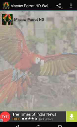 Macaw Parrot Bird HD Wallpaper 1
