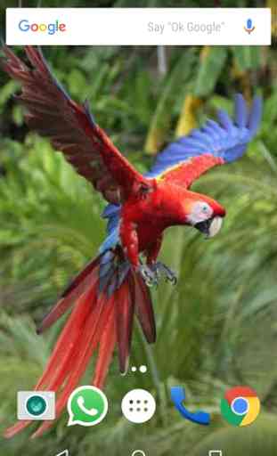 Macaw Parrot Bird HD Wallpaper 2