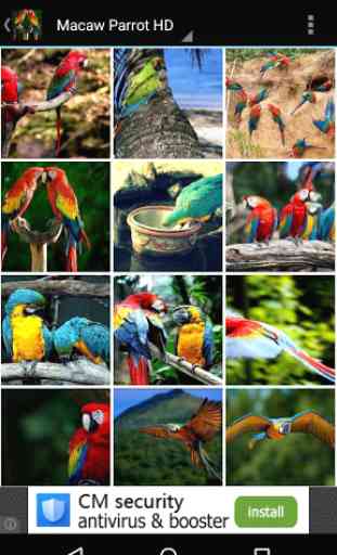 Macaw Parrot Bird HD Wallpaper 3