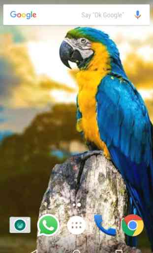 Macaw Parrot Bird HD Wallpaper 4