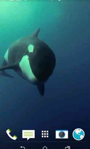 Orca 3D Video Wallpaper 1