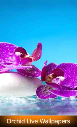 Orchid Live Wallpapers 1