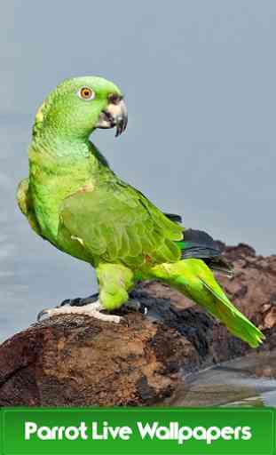 Parrot Live Wallpapers 1