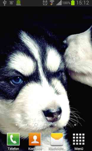 Puppies dogs live wallpaper 2
