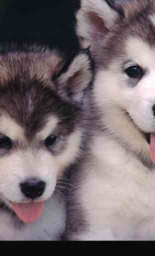 Puppies dogs live wallpaper 4