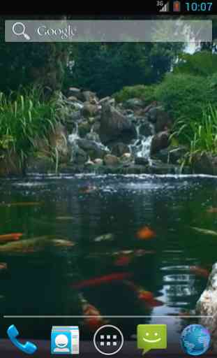 Real pond with Koi 4