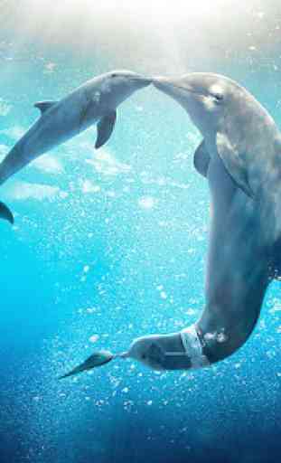 Sea Dolphin Live Wallpaper 4
