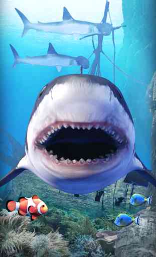 Shark aquarium 1