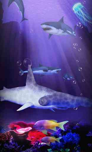 Shark aquarium 3