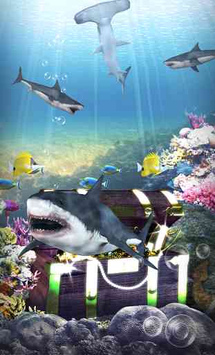 Shark aquarium 4