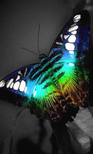 Shiny Butterfly Live Wallpaper 3