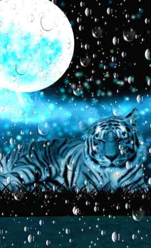 Tiger Wallpaper 4
