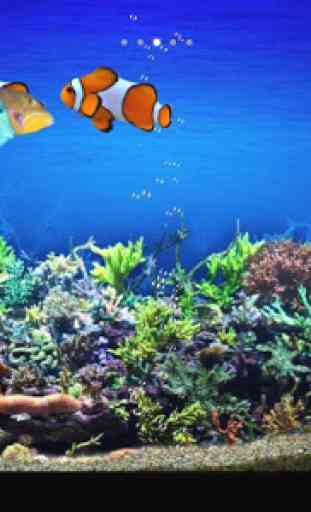 Tropical fishes aquarium 2