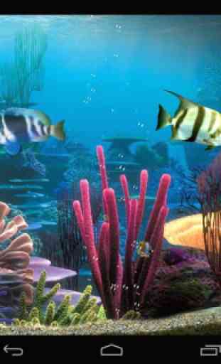 Tropical fishes aquarium 3