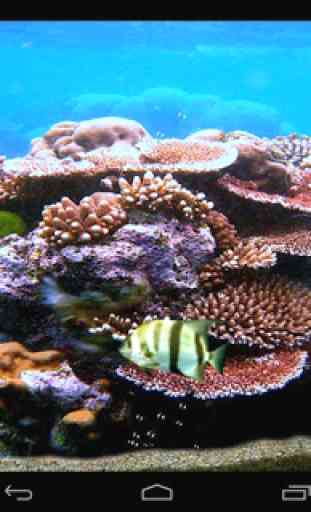 Tropical fishes aquarium 4