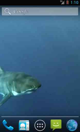 White Shark HD Video Wallpaper 3
