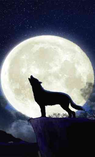 Wolf HD Wallpapers FREE 4