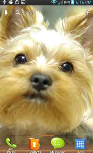 Yorkie Puppy HD Wallpapers 2