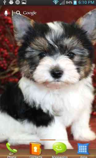 Yorkie Puppy HD Wallpapers 4