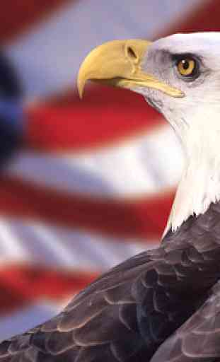 American Eagle. Live wallpaper 1